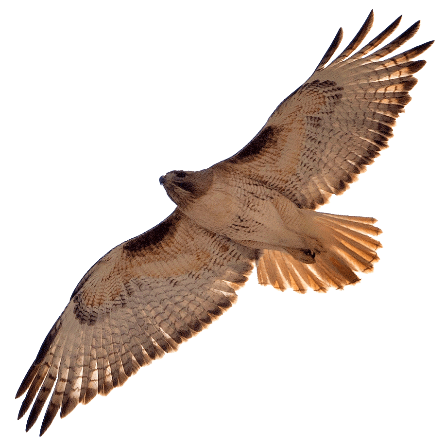 Red-tailed Hawk photographed by Jim Estenn Red-tailed Hawk photographed by Jim Esten
